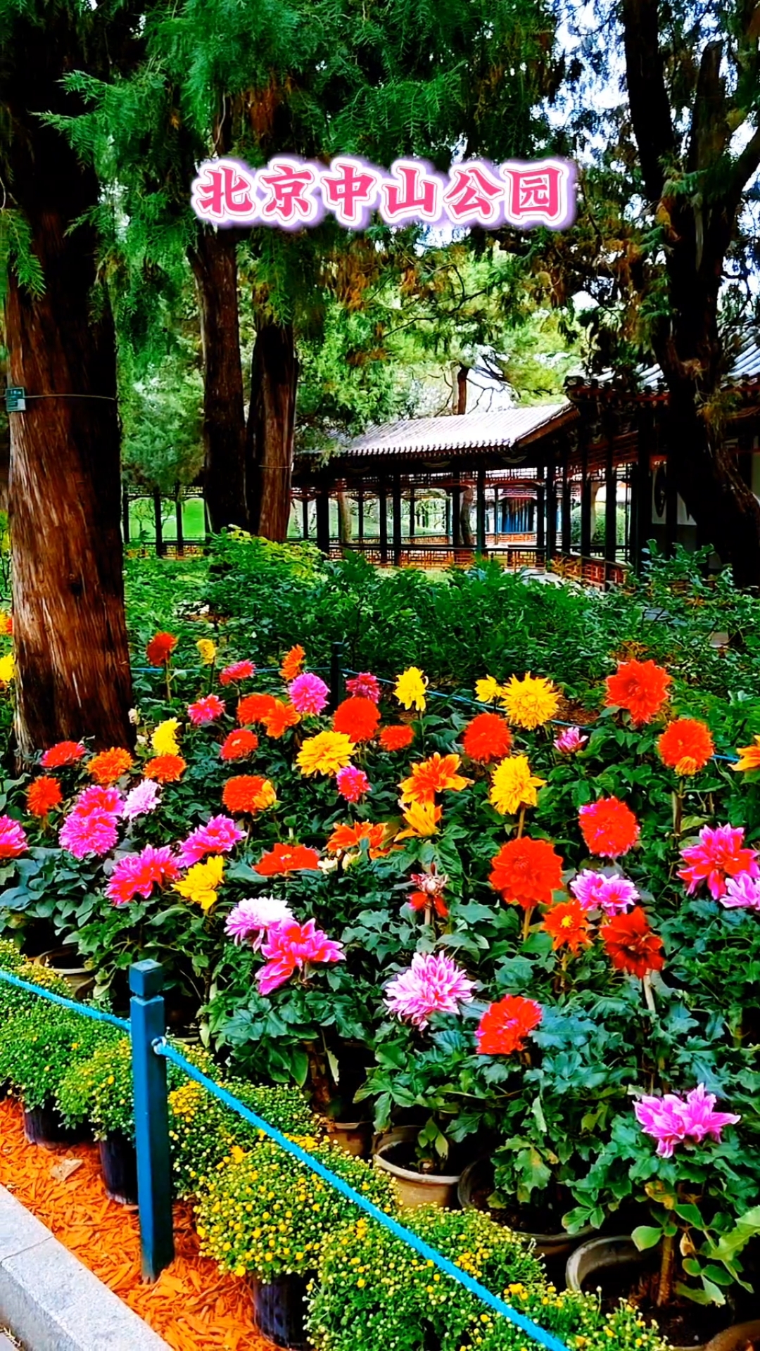 北京中山公园·园林景观!花美景美!