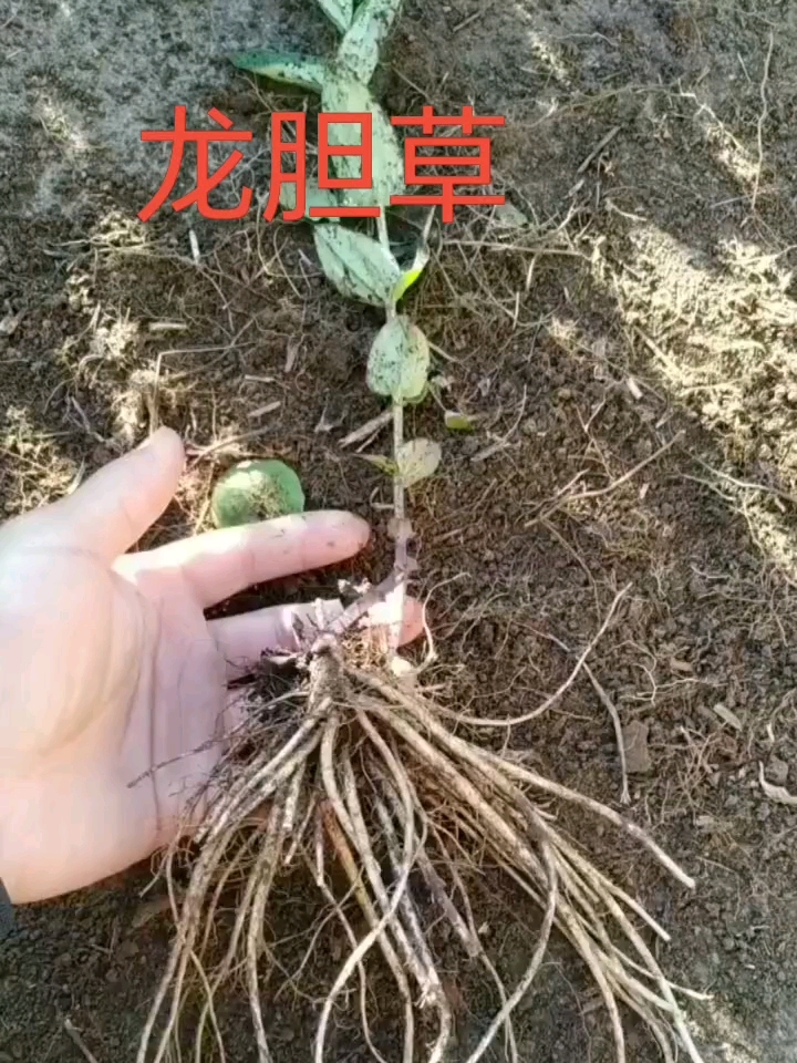 龙胆草归经图片