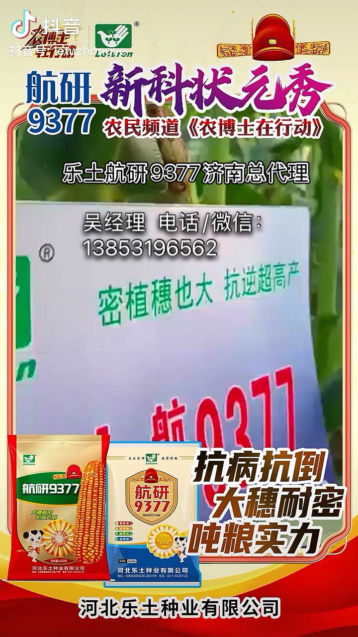 航研9088玉米产量图片