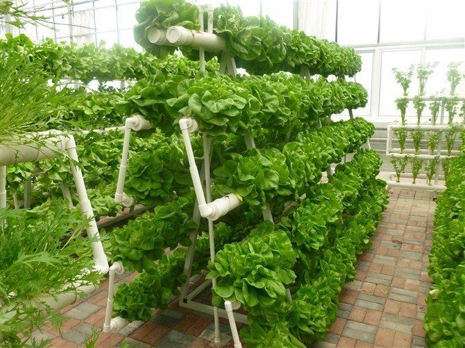 太神奇了,不需要土壤也可以栽培有机蔬菜,种植方法简单一看就会
