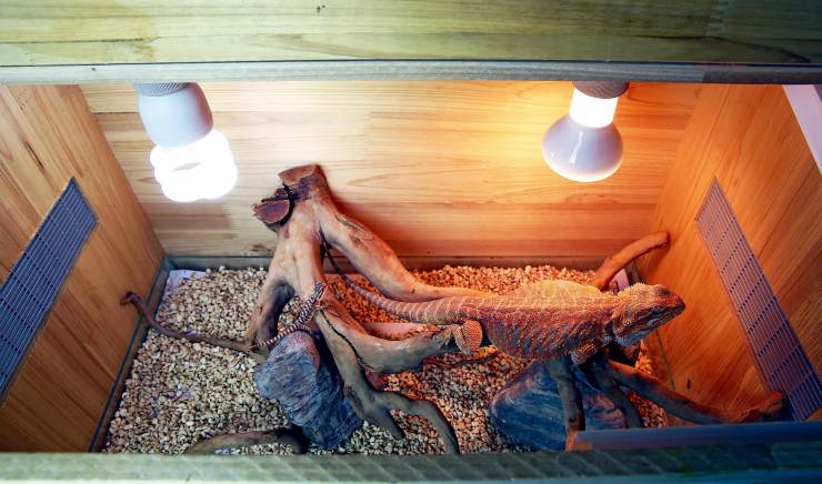 新手入门友好度最高的异宠是谁?快来揭开它的神秘面纱吧!