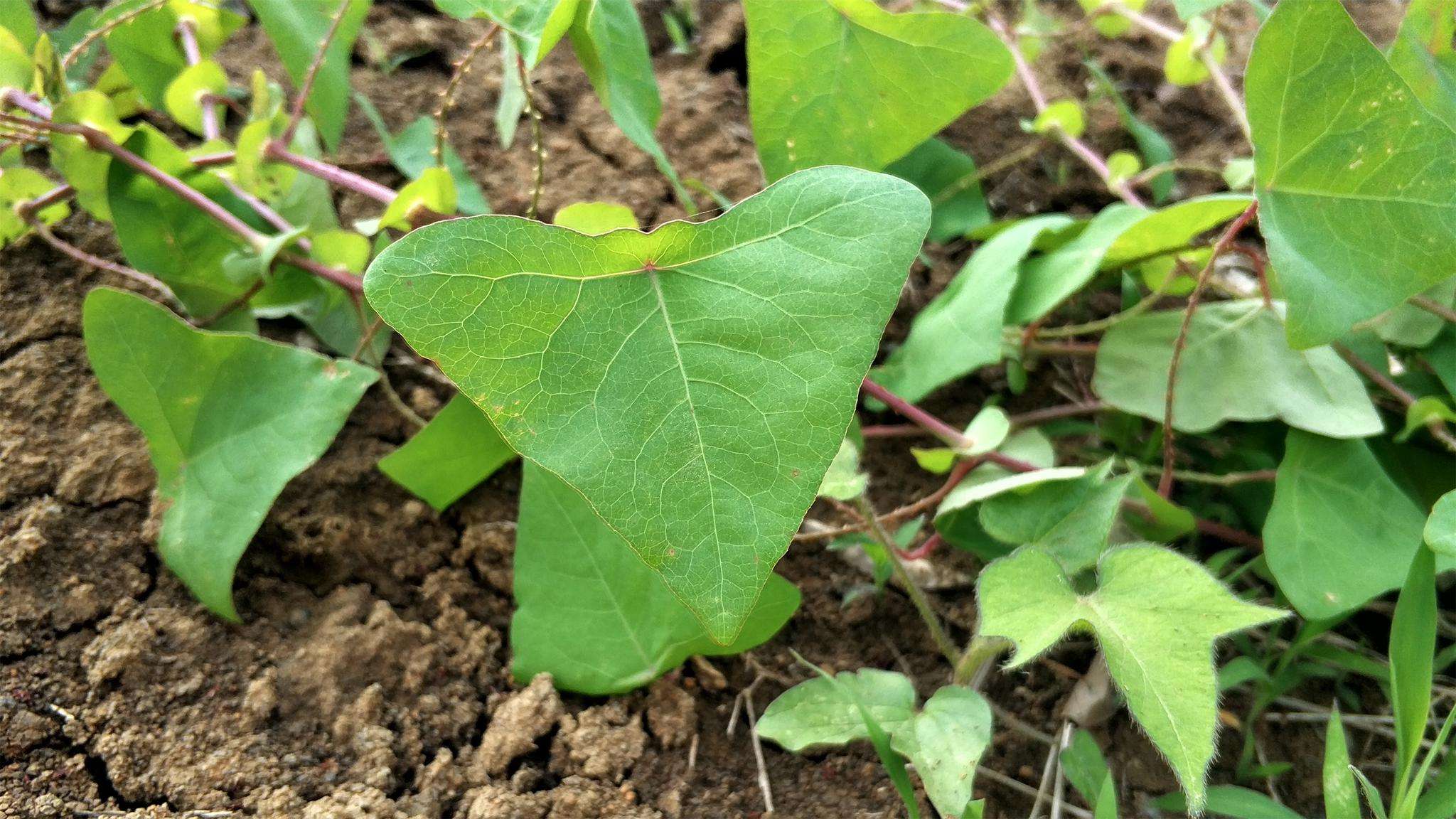 带刺植物杠板归,蛇见了都会跑,有清热活血解毒的作用,赶紧收藏