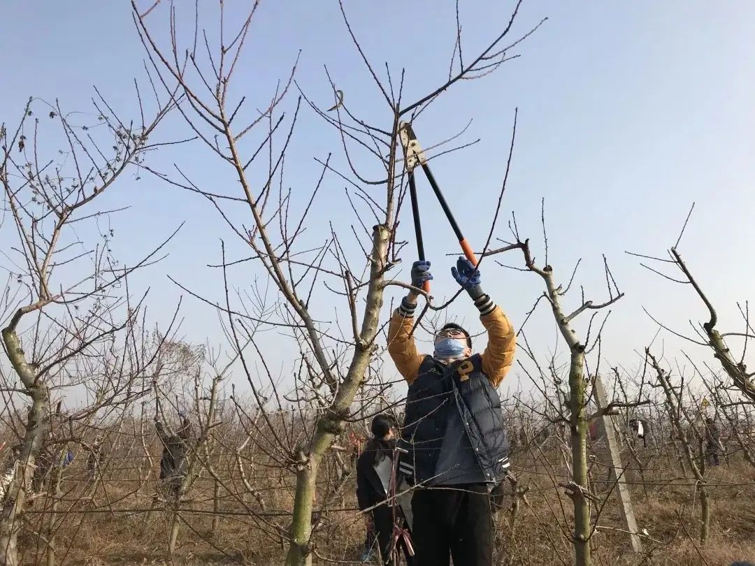 桃树修剪技术图解图片(桃树修剪技术图解图片大全)