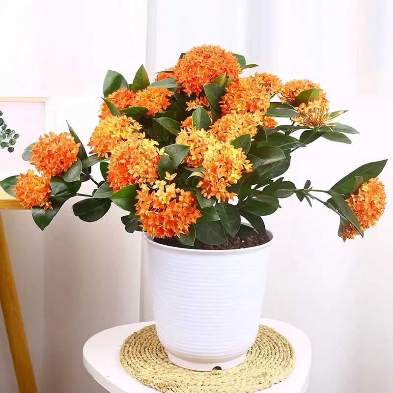 这4种"圆球花",花朵圆球形,鲜艳缤纷,好看好养又吉利