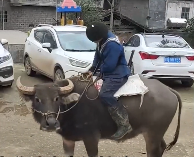 老人骑牛图片大全图片