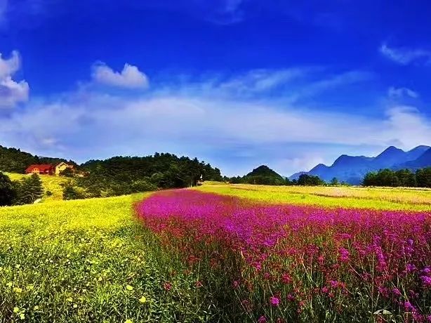 雲中花海,杜鵑花開,生命的節拍; 帶著真情,帶著愛意,請到紅池壩來