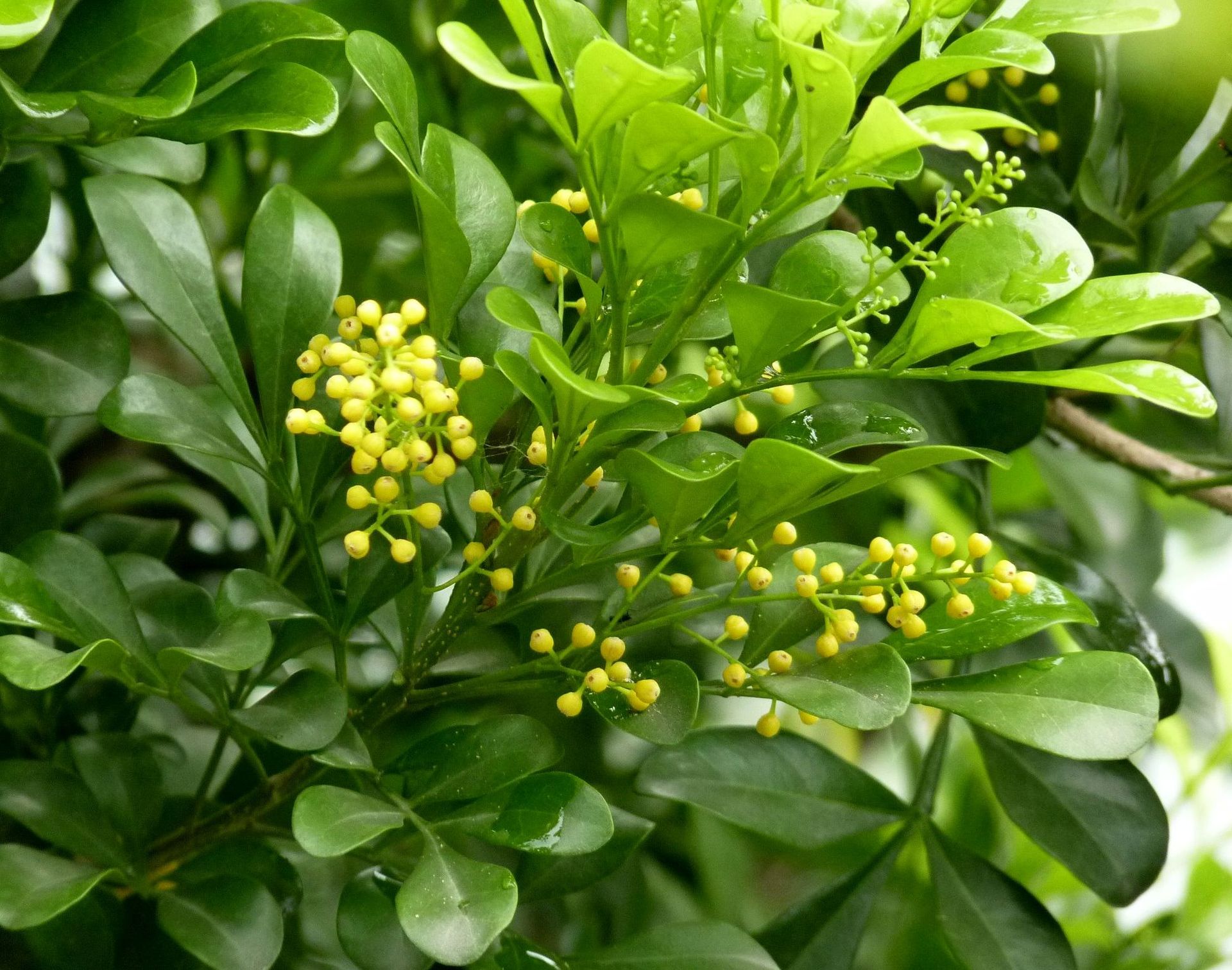 米兰在热带地区是一种常见的植物,它也是一种常见的室内植物,可以增加
