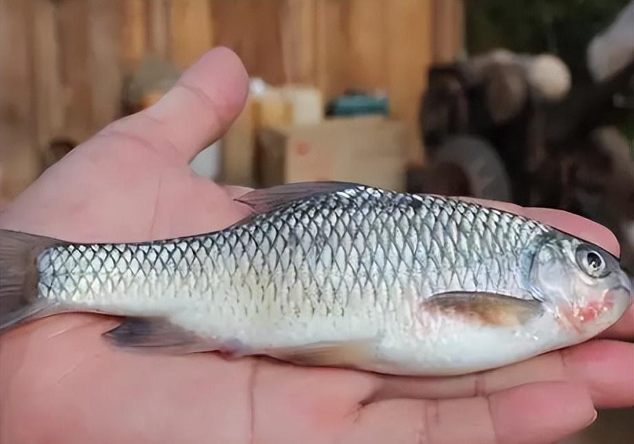 此鱼叫小口白甲,常被误认成土鲮,既不能钓鱼,也不能食用