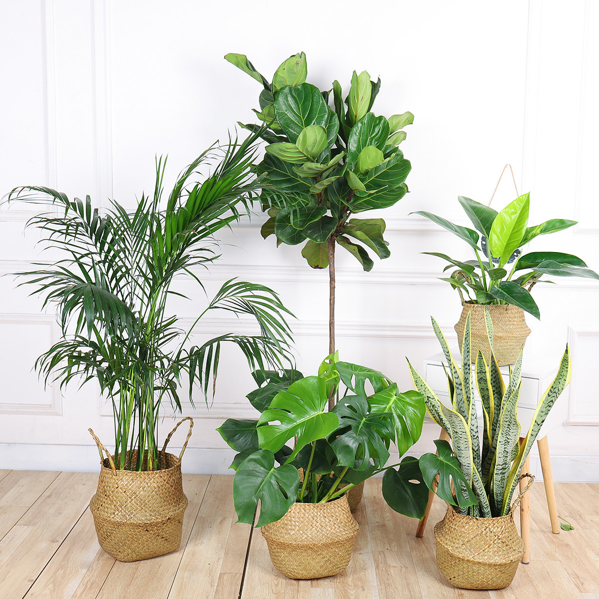 客厅养花,建议养这几种,高端大气,寓意吉祥,还能净化空气