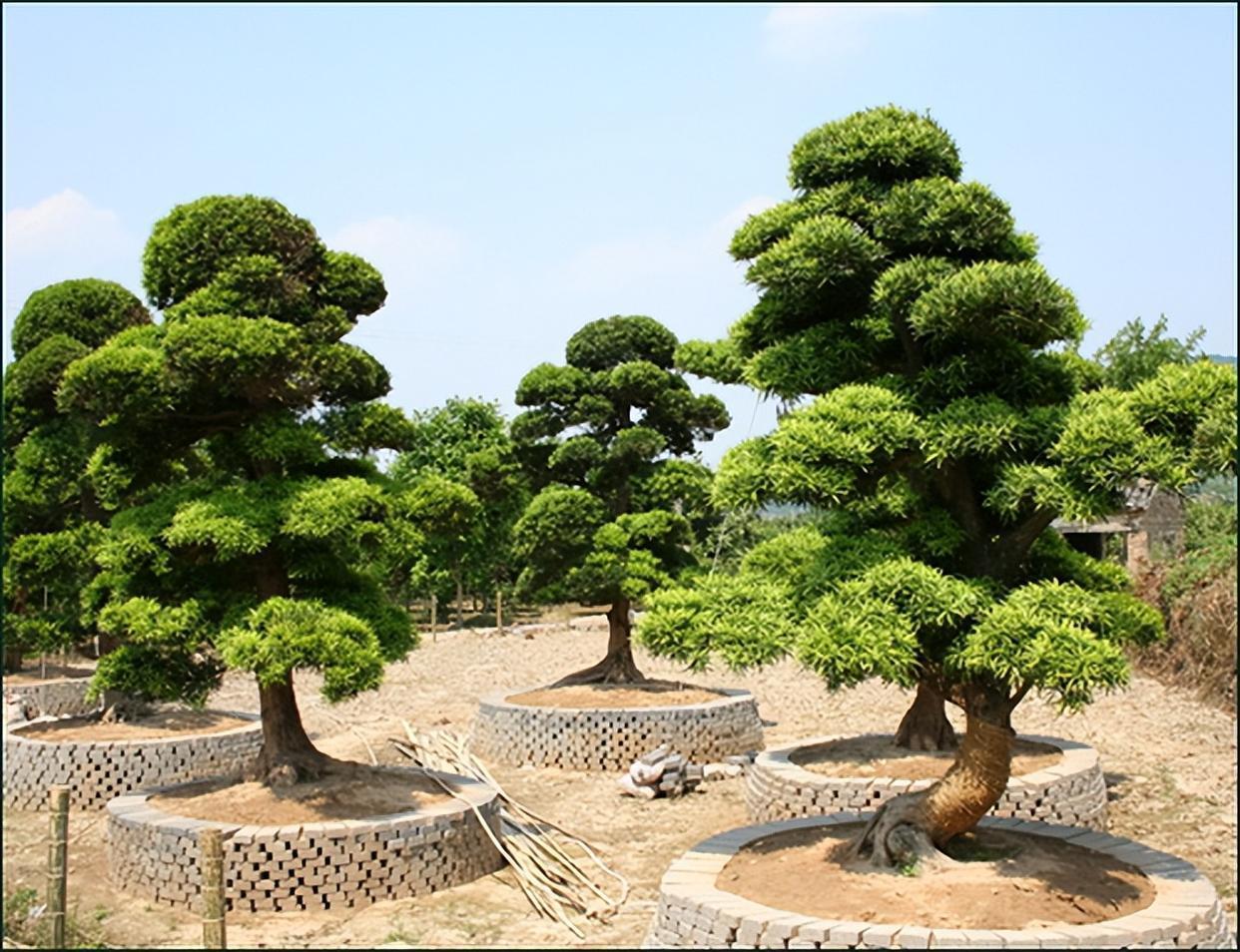 养罗汉松盆景,做造型细分根,枝,叶,耐心做好每一步,大气苍劲