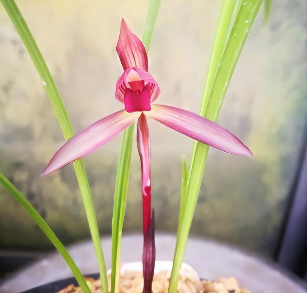 此兰,被誉为春兰十大红素,花杆水红,兰香馥郁,花开香飘满屋