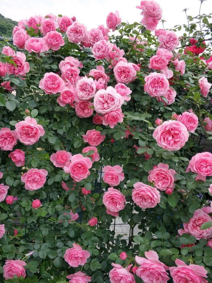 想拥有一面花墙吗?养一棵"粉达"吧,多季开花,新手也能养得好