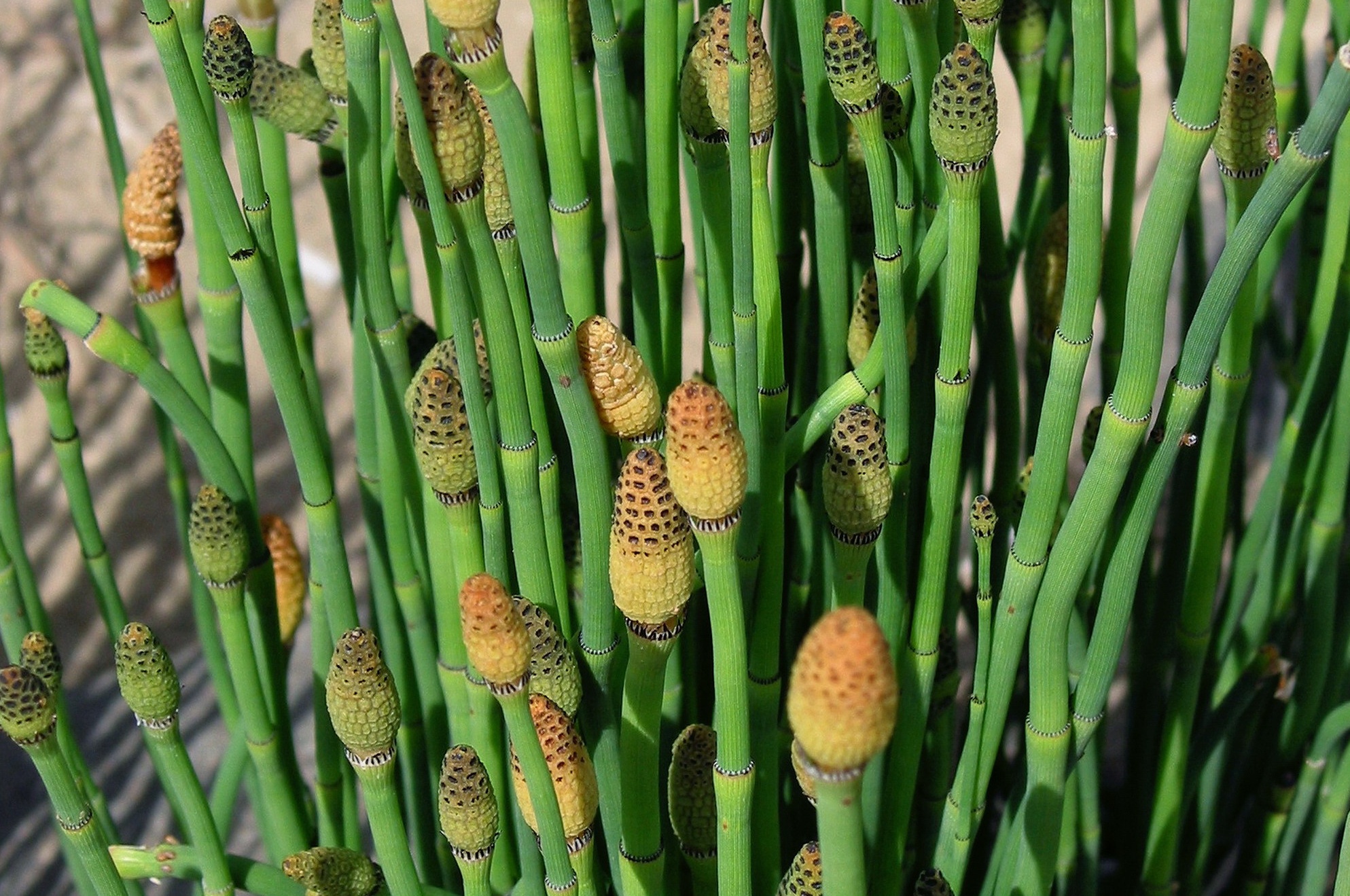 农村一种神奇植物木贼,人称节节草,有4大厉害妙用,10元一斤