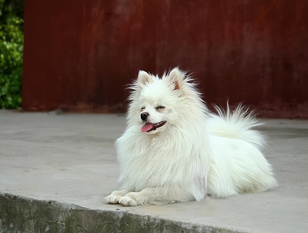 白色长毛中型犬图片