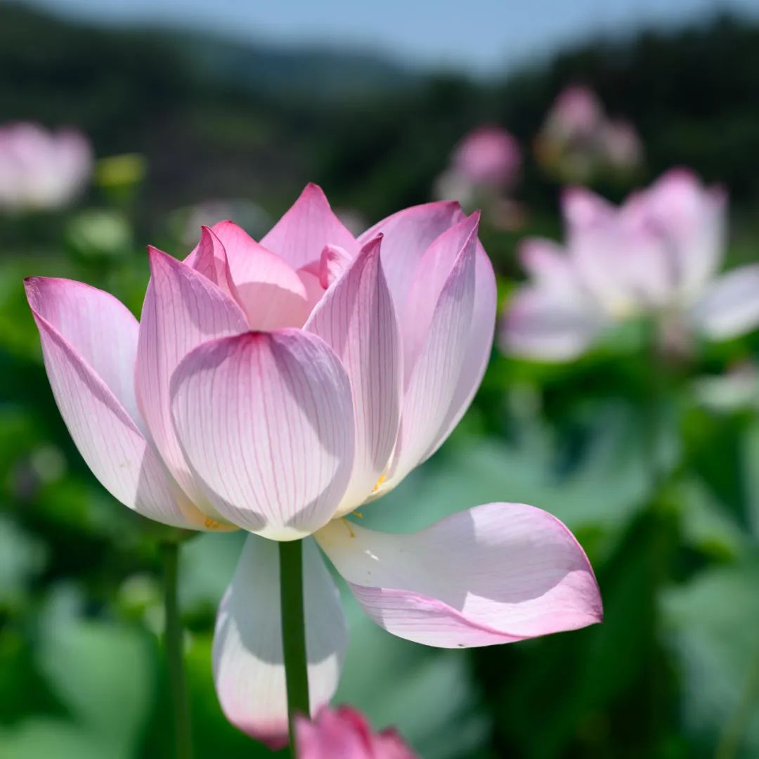 夏日最美荷花季!霞浦这两处赏荷地,你去过没有?