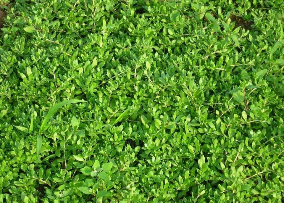 5种适合院子里种的铺地植物种出来比草坪还好看