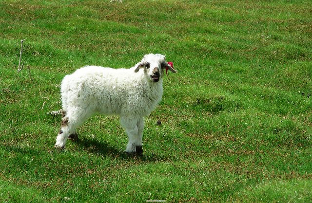 小羊生下来多久打疫苗?