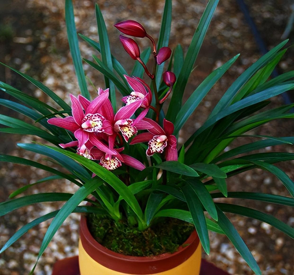 红贵妃兰花,开花勤快,花期长,适合新手