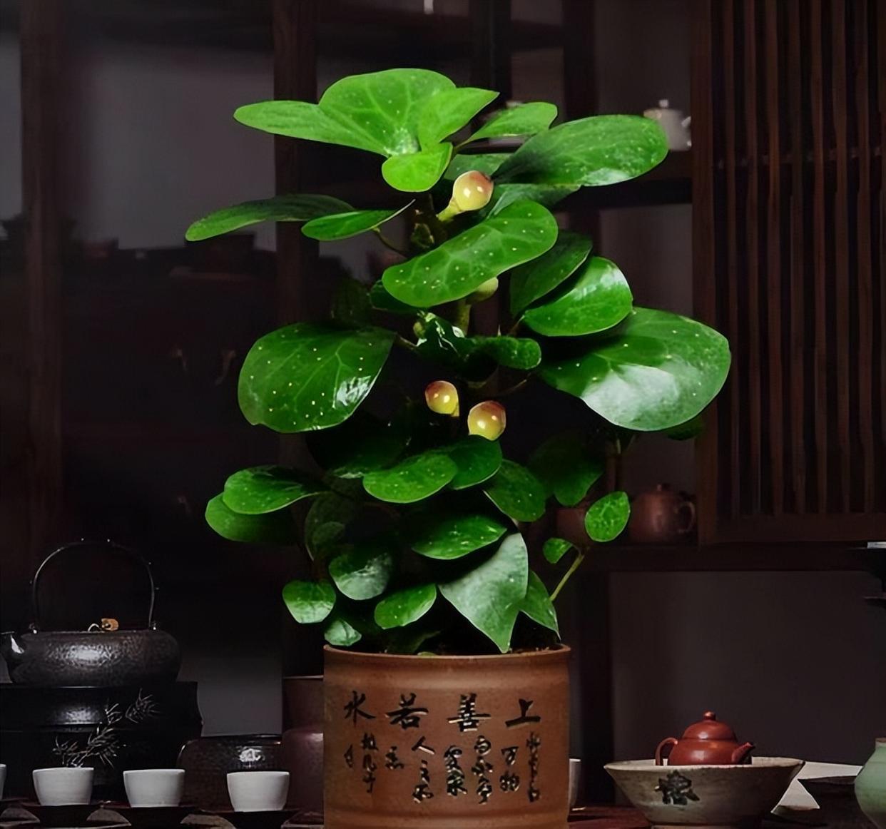 客厅摆盆小盼菩提,寓意不错,提升家居格调