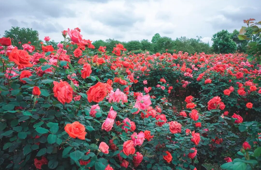三处超大的玫瑰"法式花海"!公交直达,都在温江,面积大易出片