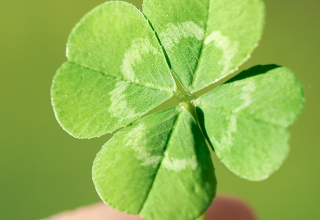 倒心形叶子的植物有很多,常见的这5种,好看又好养