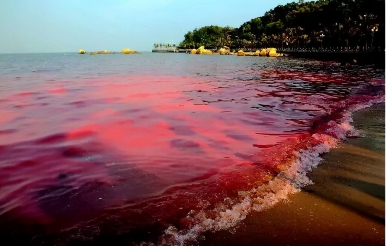 或将无鱼可吃?日本北海道爆发史上最强赤潮危机!危害有多大?