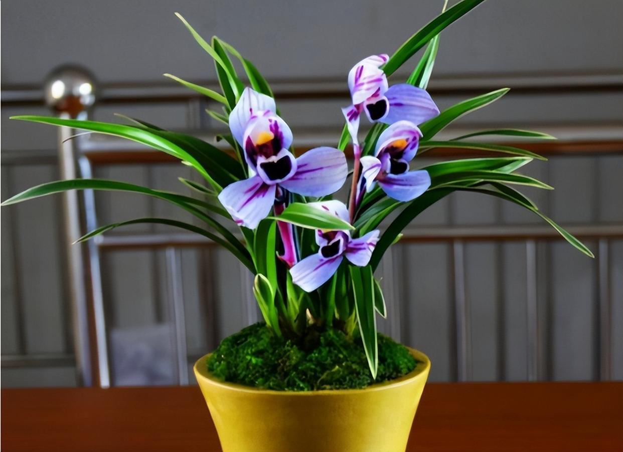 建兰色花第一名品"紫月荷",花开富贵吉祥,兰香扑鼻,养兰首选