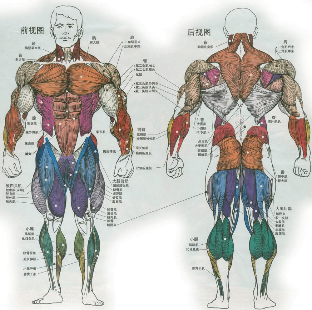 全身肌肉图解高清大图图片