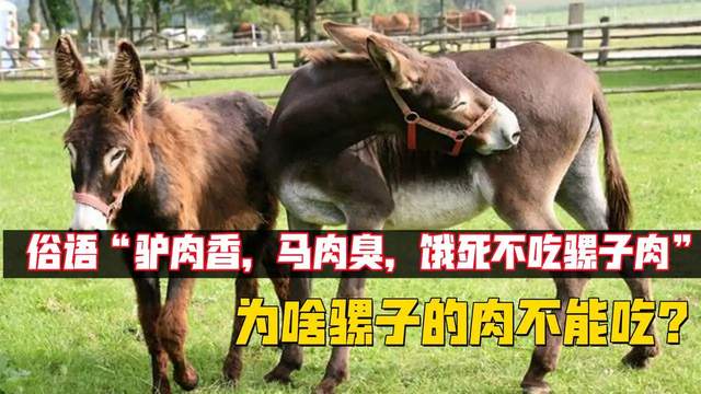 同样是马科动物,驴肉很香,马肉和骡子肉真的很难吃吗?