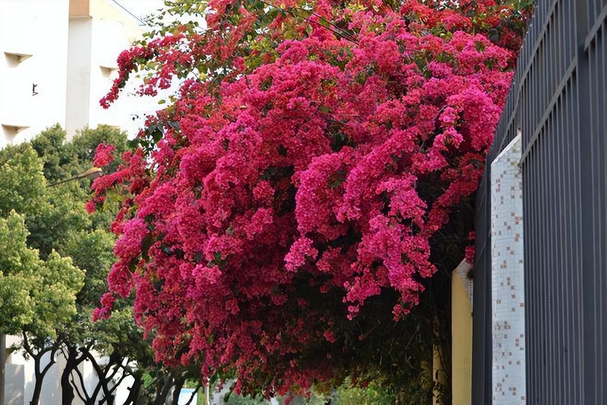 "花中劳模"巴西三角梅,打理简单,开花量大,庭院阳台都能种