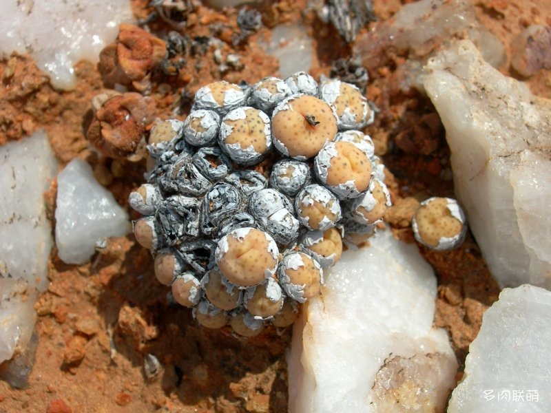 多肉欣赏,野生的肉锥