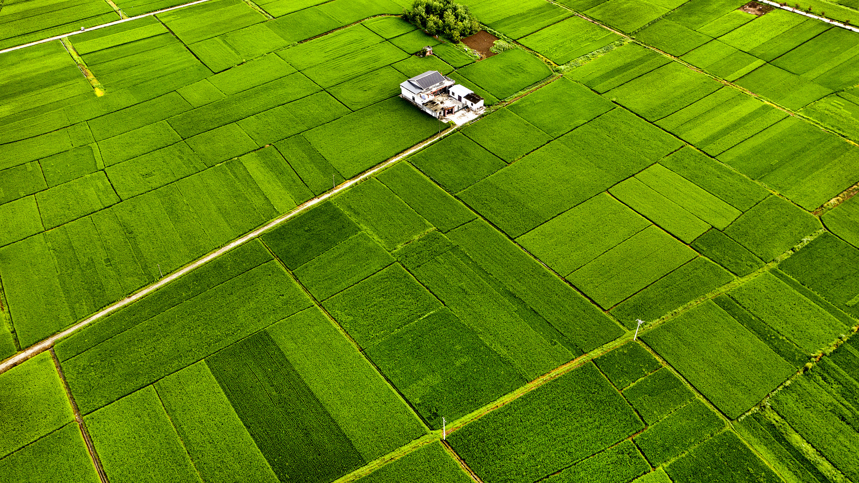 朱鹮之乡稻田美(6)