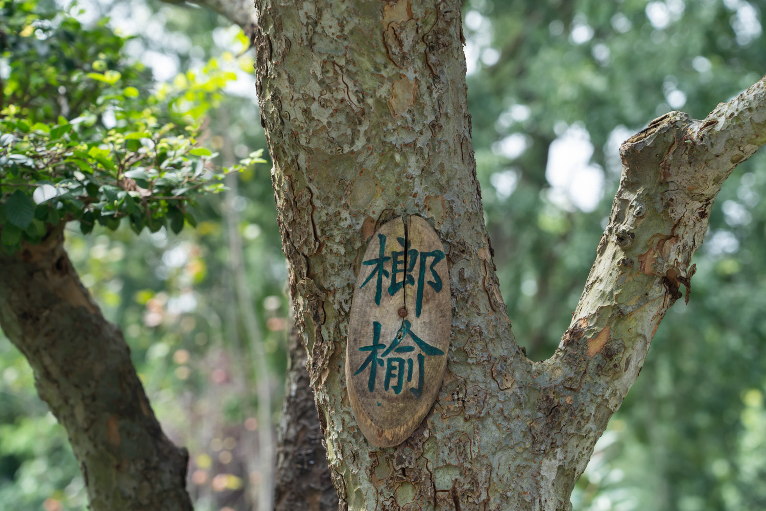 小叶榔榆盆景怎么过冬