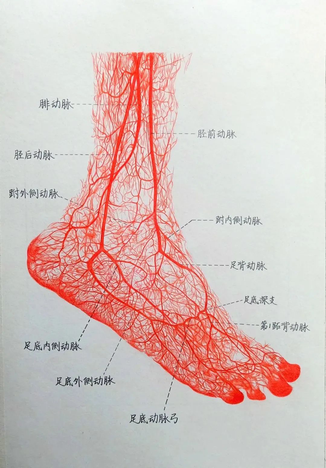 足部解剖图血管图片