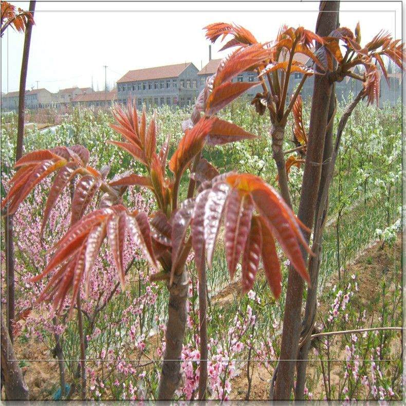 成年香椿树图片图片