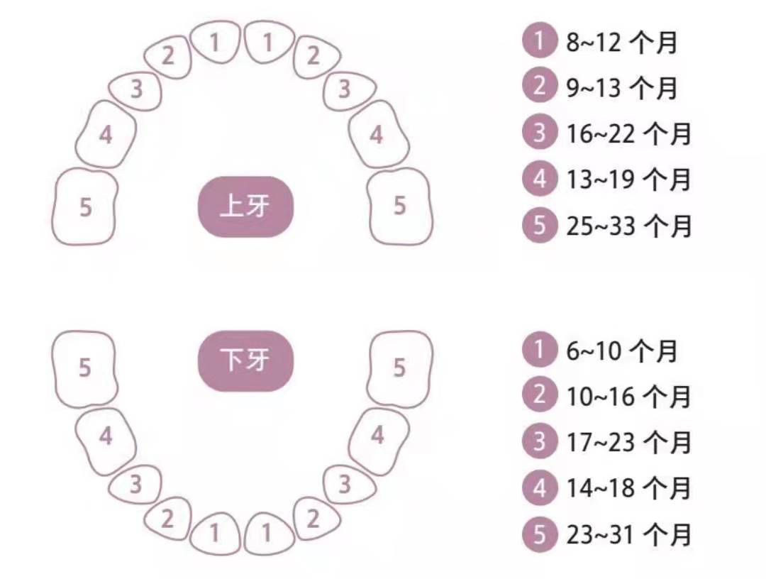 幼儿长牙的顺序示意图图片