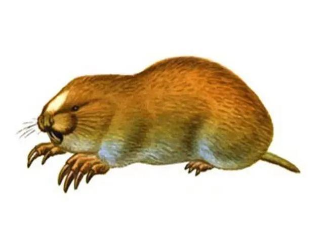 90年代,地羊泛滥成灾,教大家捉地羊烤肉吃