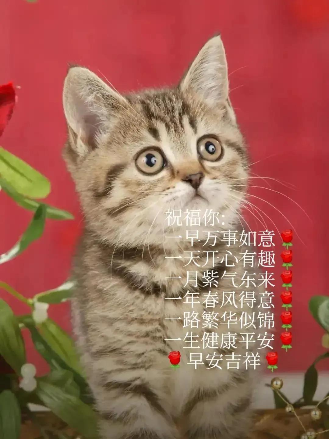 早上好的猫咪表情图片图片