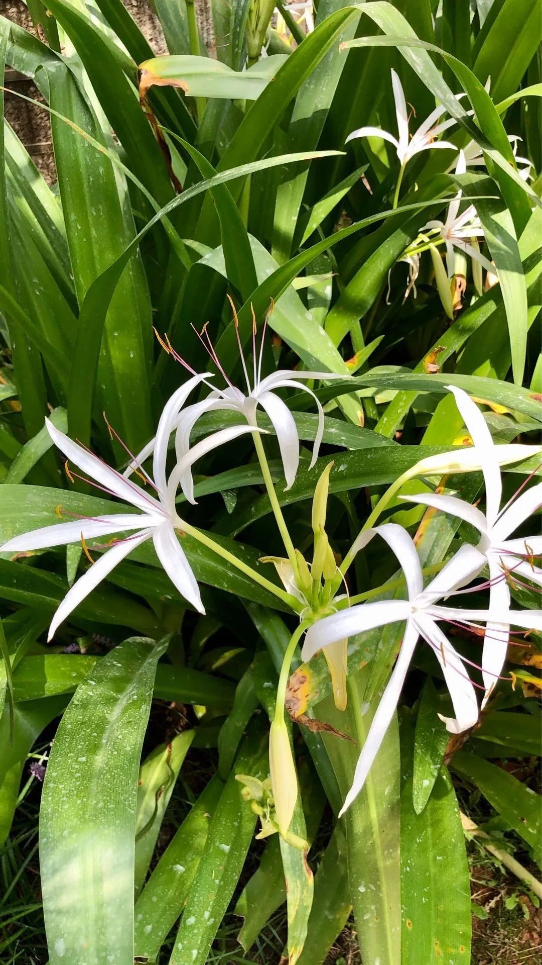 西南文殊兰:了解一下