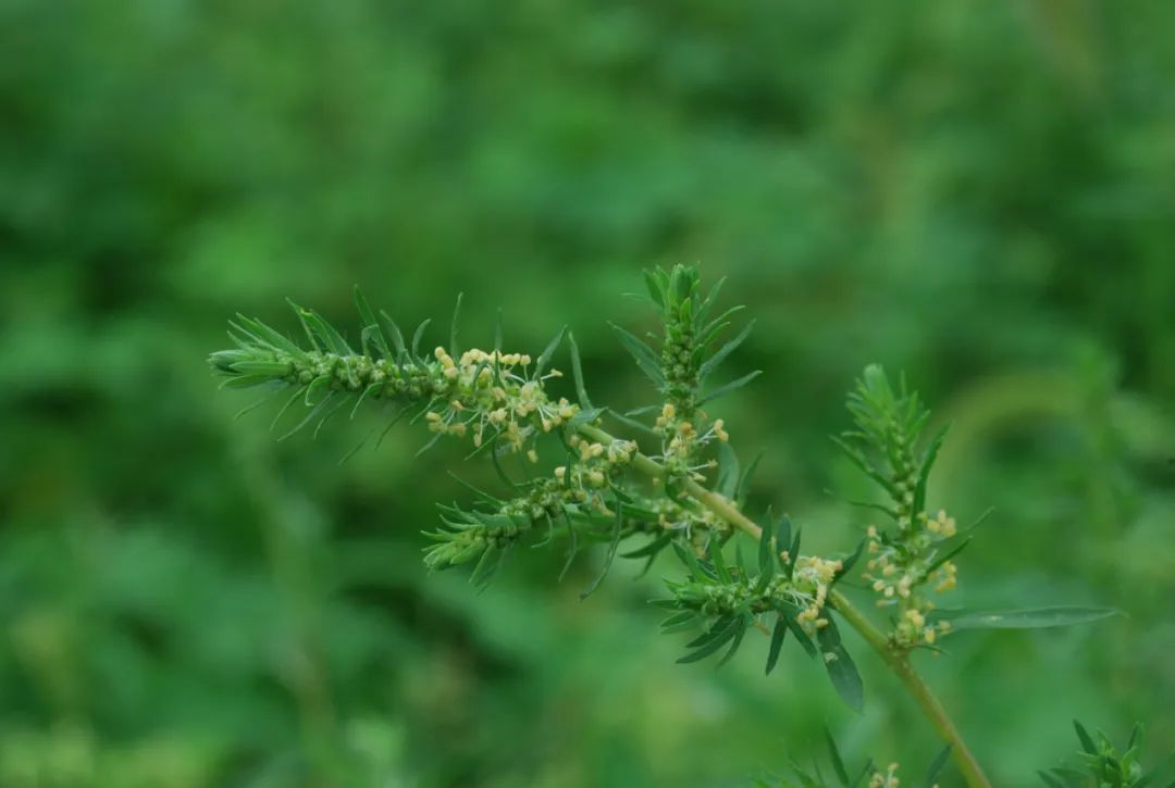 藜科植物——地膚子