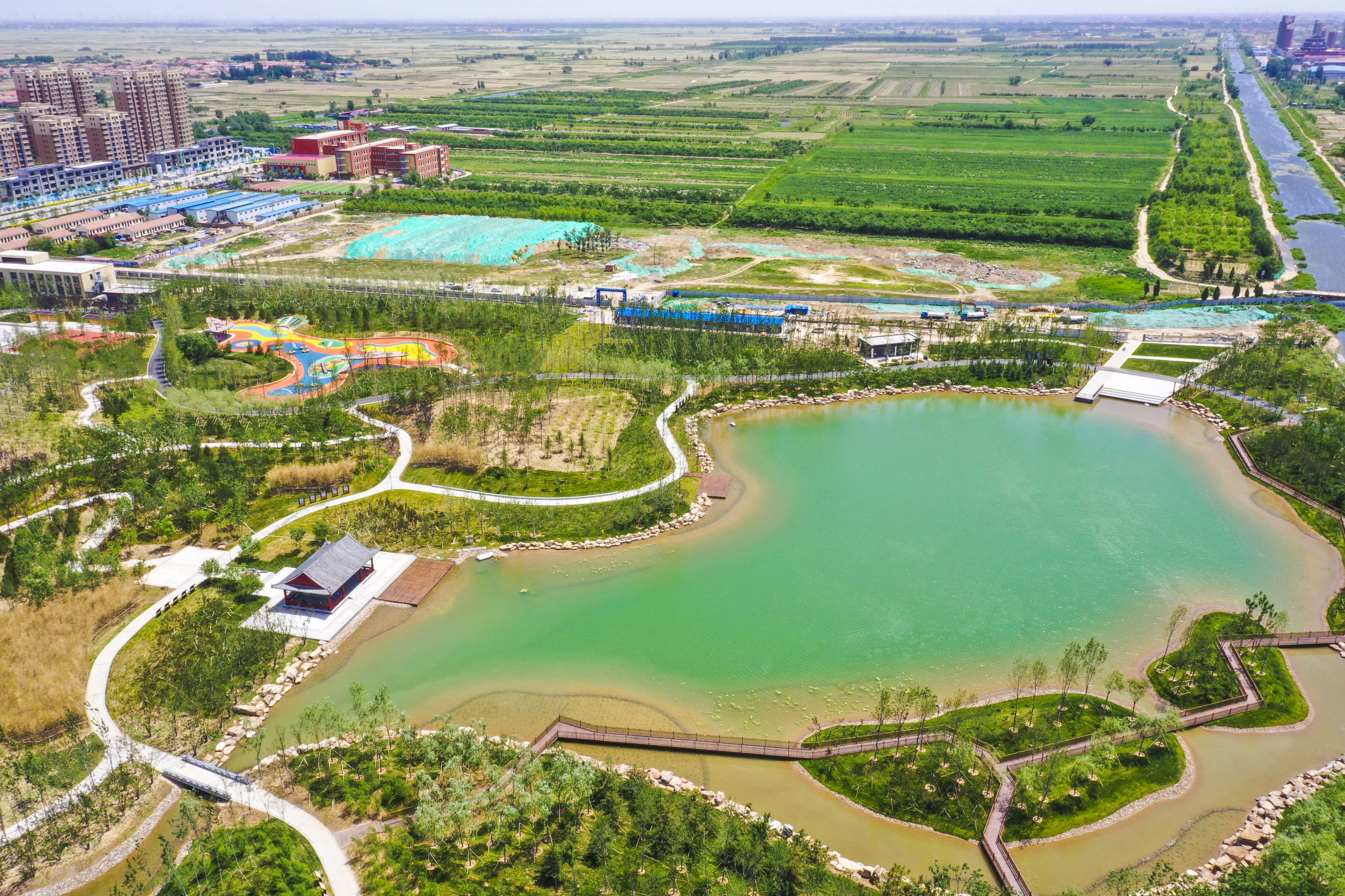 河北大城:绿树成荫翠满城(3)