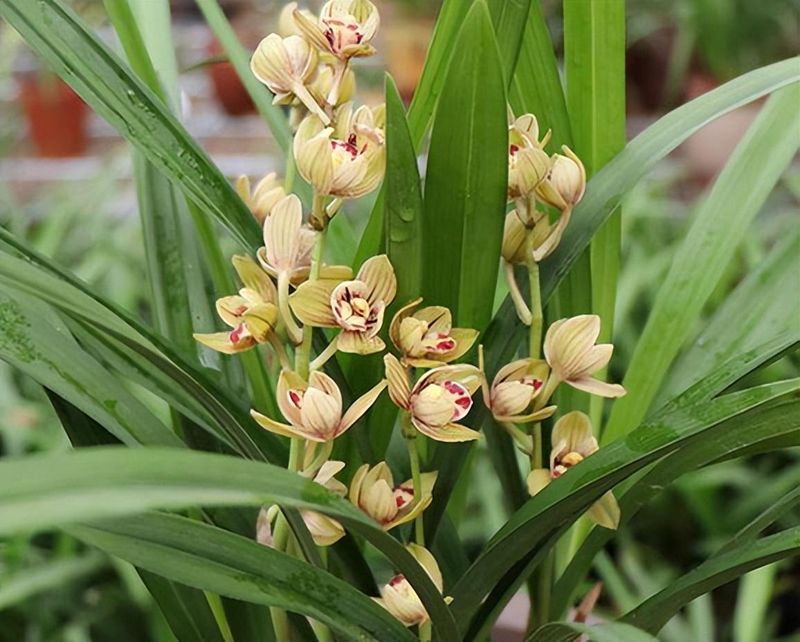 建兰名品"金荷"兰花,花型圆润,易花易芽,勤花勤草,实惠平价