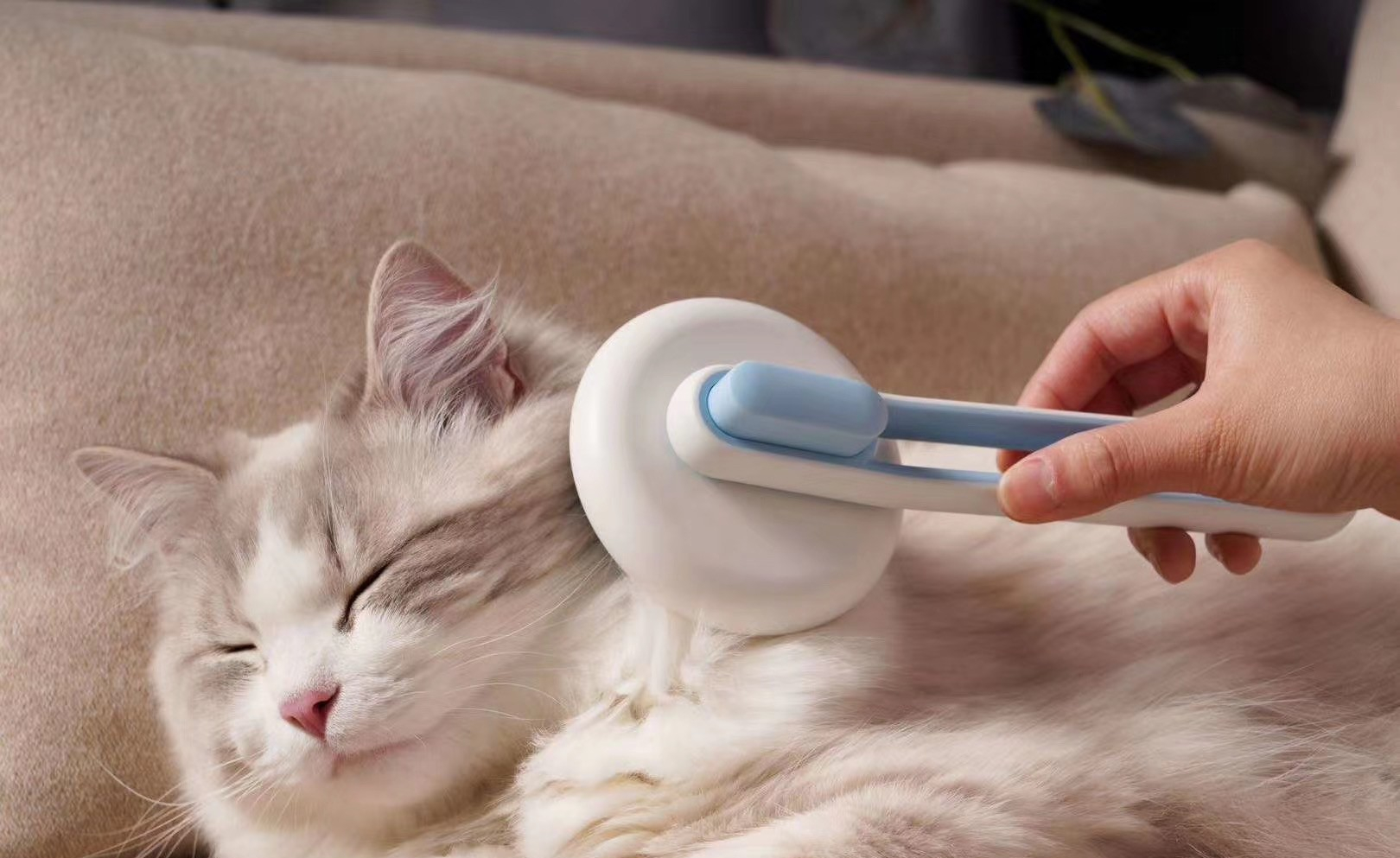 如何让猫咪爱梳毛?如何让猫奴清理猫毛不再头疼?(梳毛技巧篇)