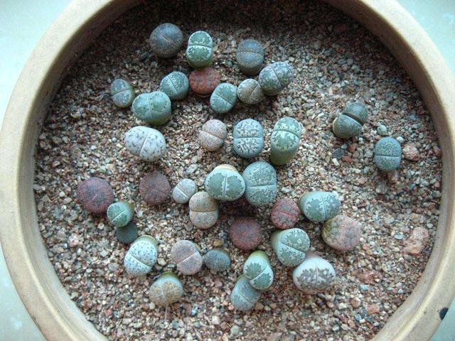 生石花是一种特殊的多肉,虽然外表似石头却容易化水,该怎么解决