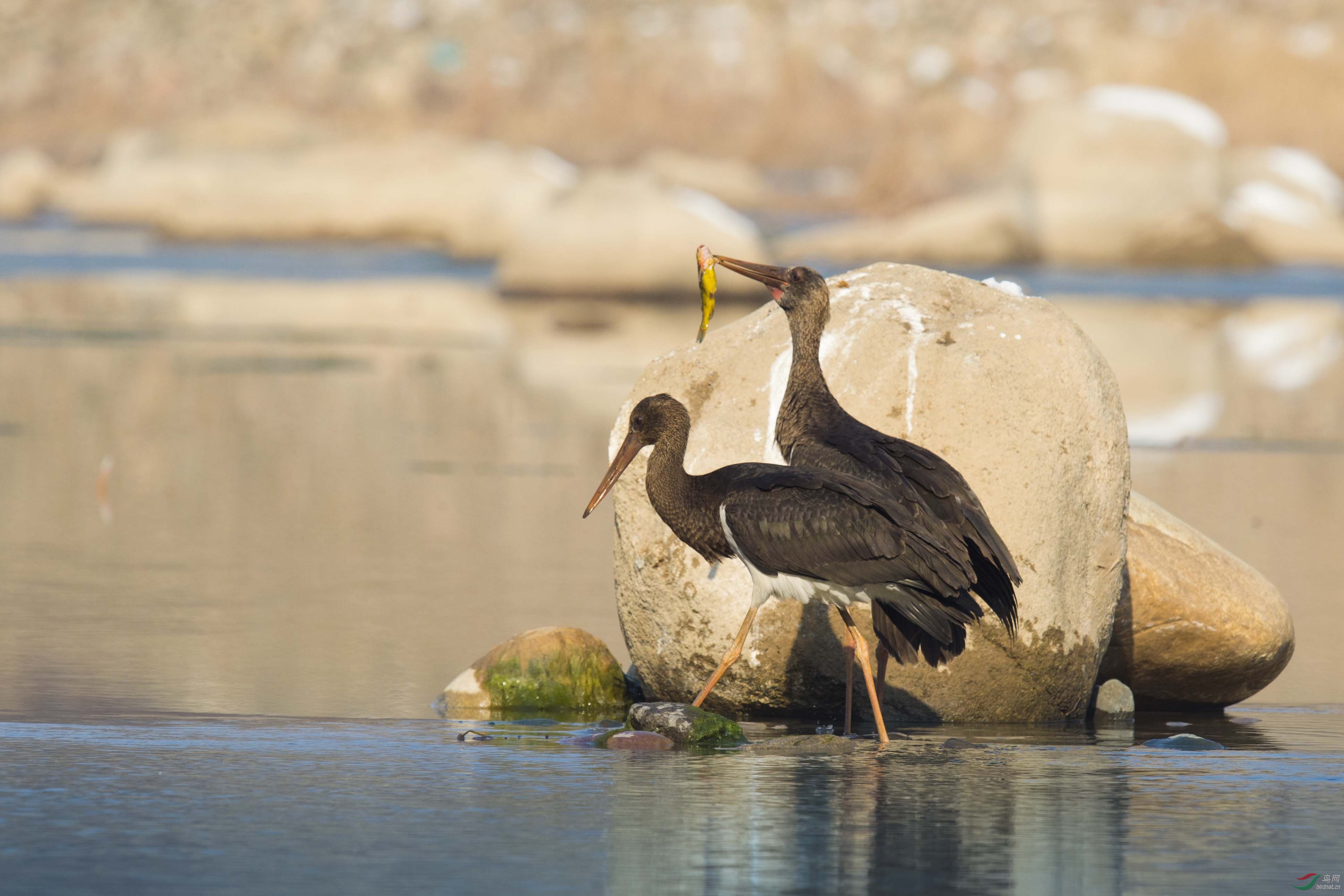 中国国家重点保护野生动物之一的珍稀濒危物种——黑鹳