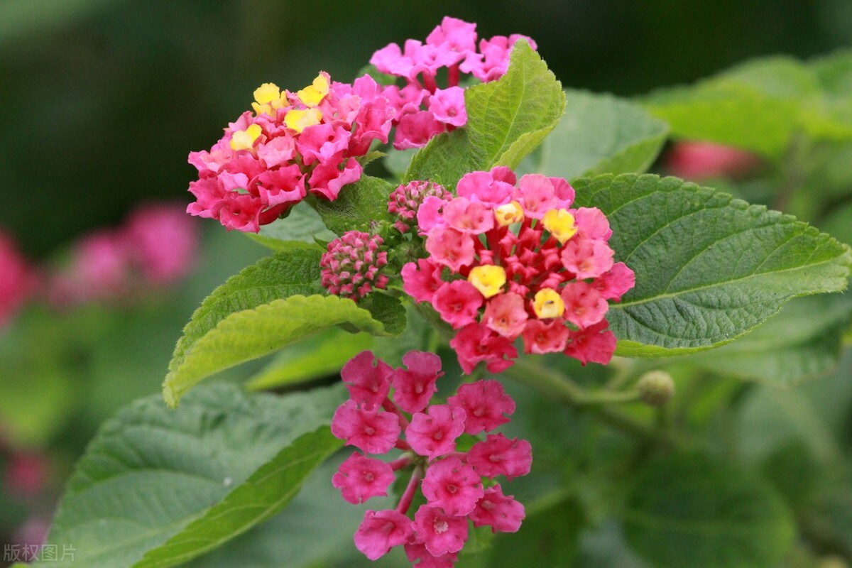 江苏南通,一生态园内五色花竞相绽放