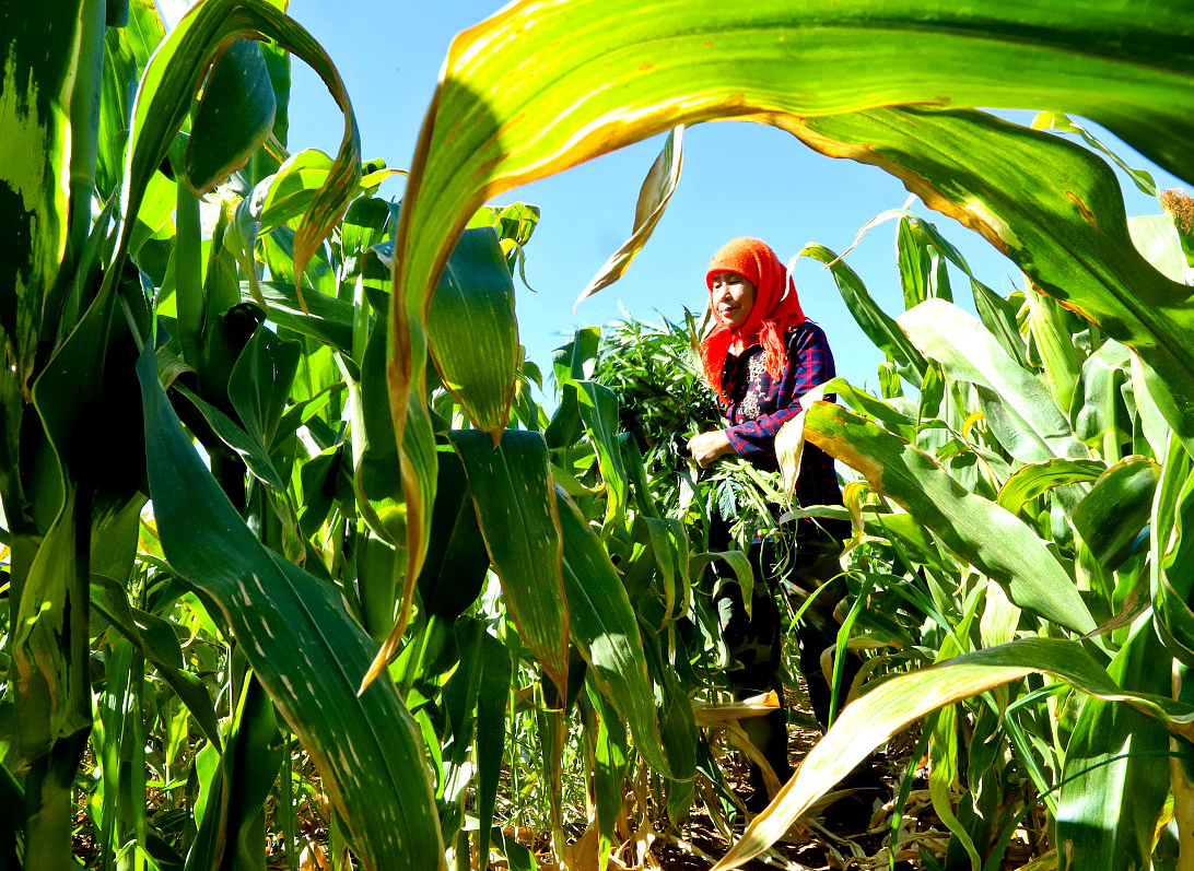目前农村种植的转基因玉米品种,究竟有哪些?答案有了