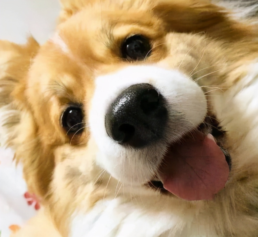 饲养柯基,要牢记"8不要",对它有好处