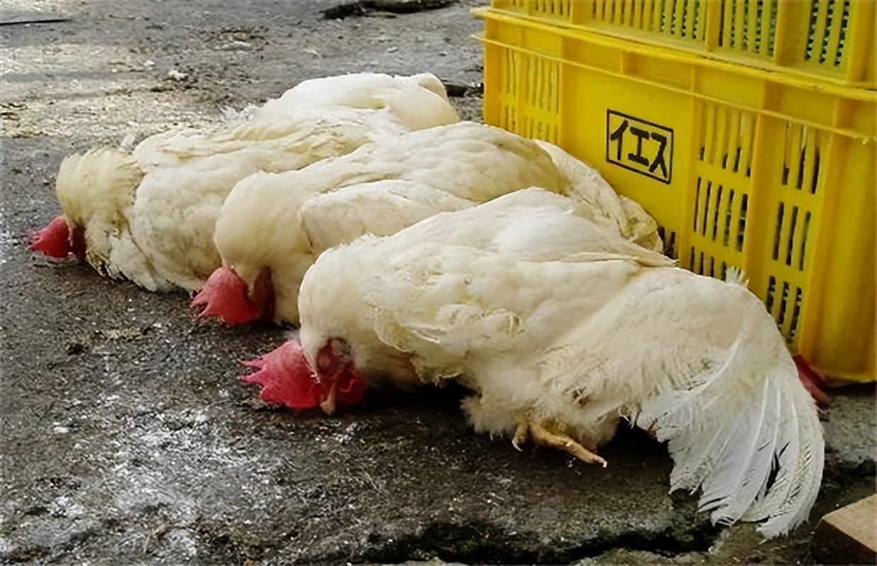 禽流感肆虐,感染大量哺乳动物,会演变成新的病毒危机吗?