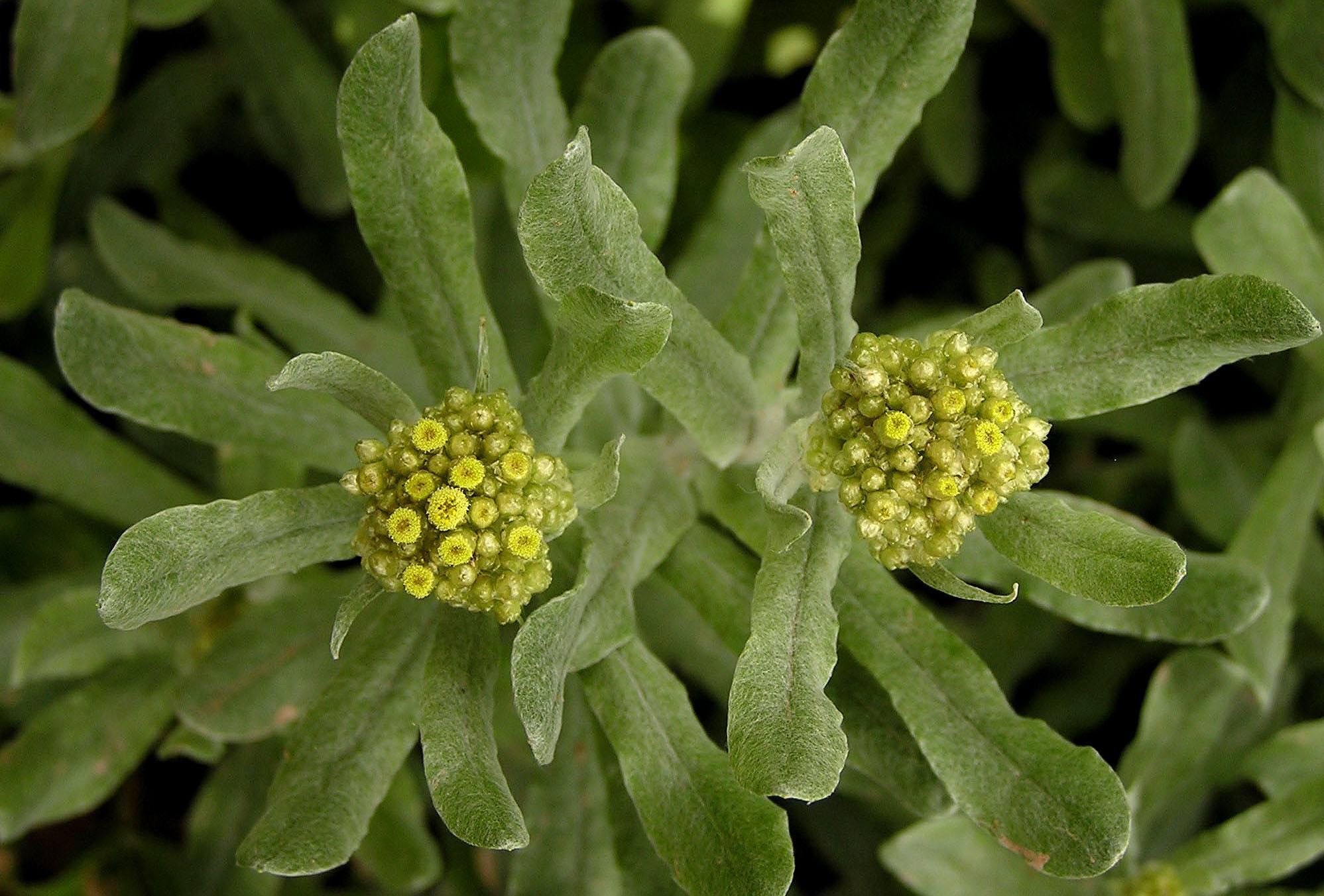 清明临近又是采摘清明草的好时节麦芽圆子异常美味